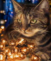 Без бренда «2KXSB-0678» в Ростове-на-Дону