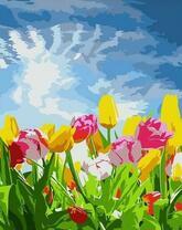 Яркие тюльпаны и синее небо