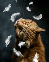 Без бренда «Кот среди перышек» в Ростове-на-Дону