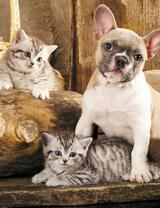 Без бренда «Милый щенок французского бульдога и два котёнка» в Ростове-на-Дону в интернет-магазине  Без бренда «Милый щенок французского бульдога и два котёнка» в Ростове-на-Дону