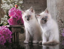 Белые пушистые котята и пионы