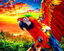 Попугай на фоне заката
