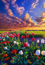 Без бренда «Поле тюльпанов под облачным небом» в Ростове-на-Дону в интернет-магазине  Без бренда «Поле тюльпанов под облачным небом» в Ростове-на-Дону